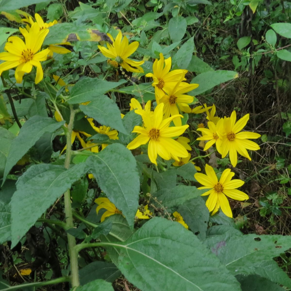 Jerusalem Artichoke – Richmond Wildflowers